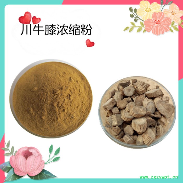 川牛膝浓缩粉   水溶   可定制   斯诺特生物图3