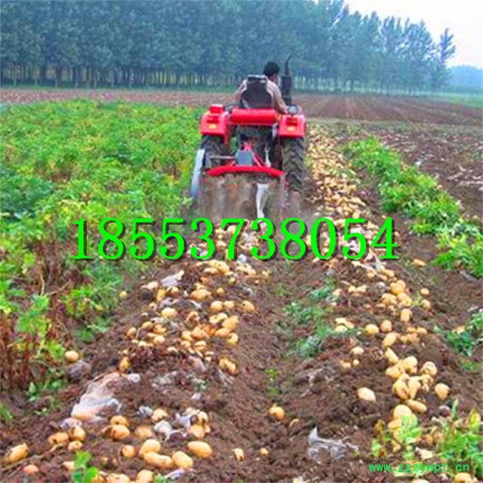 全能高效率土豆收获机 牵引式元胡药材地下根茎收获机 **薯类收获机图4