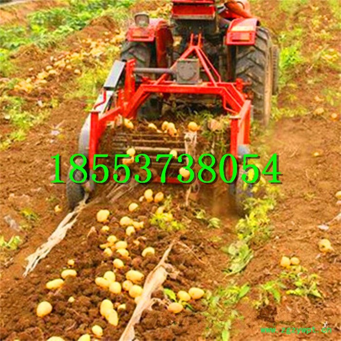 全能高效率土豆收获机 牵引式元胡药材地下根茎收获机 **薯类收获机图3