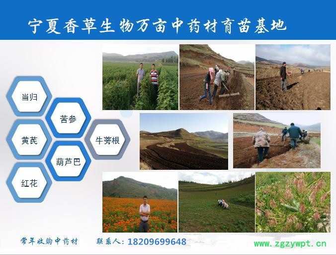 龙胆草提取物产地 厂家批发苦龙胆草粉 龙胆草根流浸膏实力厂家图5