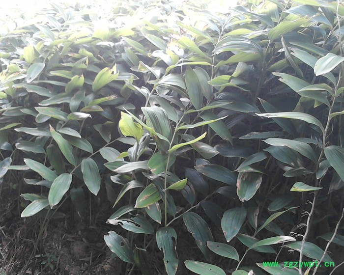 供应厂家供应  **玉竹选个 基地**玉竹选个图2