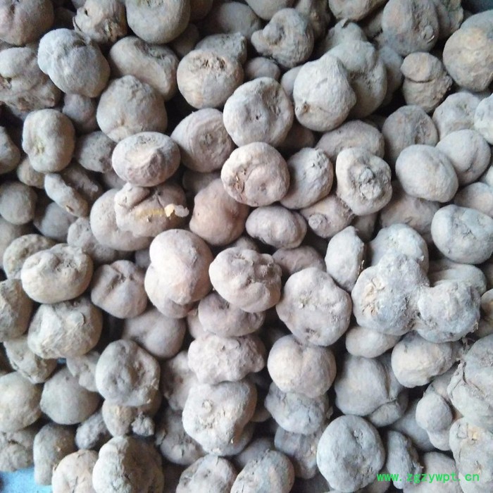 供应磐安源头产地中药材元胡种子延胡索种苗玄胡种苗全程免费技术指导产品包回收图3