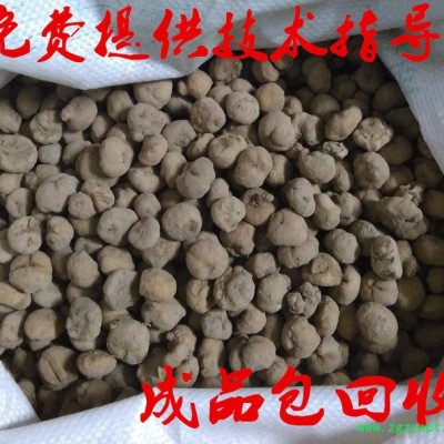 供应磐安源头产地中药材元胡种子延胡索种苗玄胡种苗全程免费技术指导产品包回收