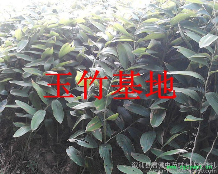 玉竹种苗产地 玉竹种苗批发  供应高产玉竹种苗  22图4