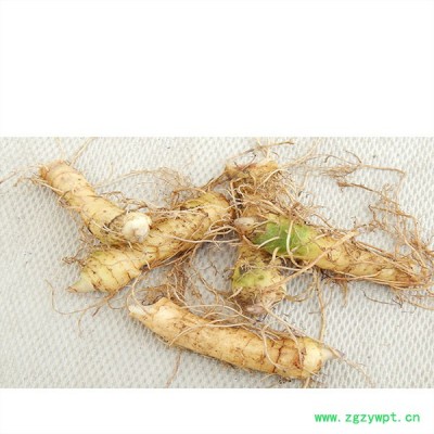 玉竹种苗产地 玉竹种苗批发  供应高产玉竹种苗  22