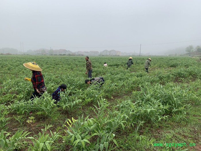 玉竹统个 湖南君益供应玉竹统个  供应无硫玉竹  质量保证图2