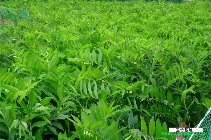 玉竹圆片 供应玉圆片 玉竹圆片湖南便宜 质量保证图4