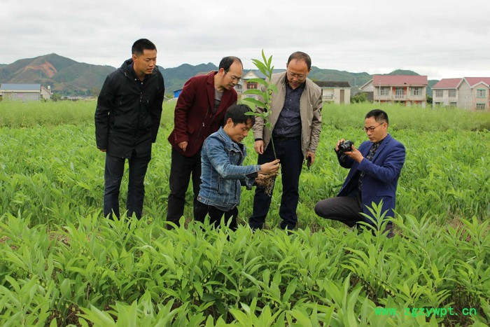 玉竹圆片 供应玉圆片 玉竹圆片湖南便宜 质量保证图3