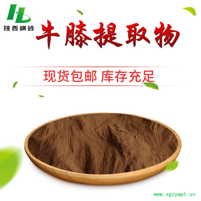 牛膝提取物  土牛膝 、怀牛膝提取物 牛膝皂甙 牛膝浓缩粉 植提厂家横岭供应图4