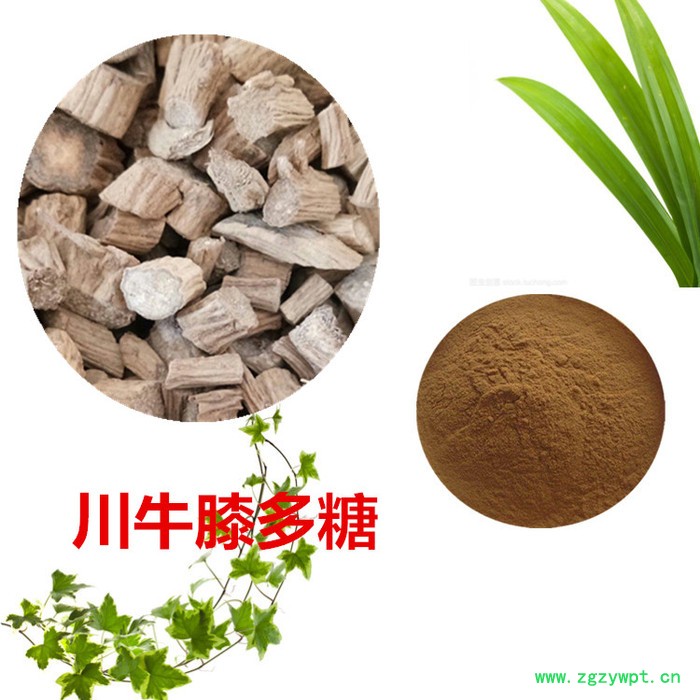 川牛膝多糖 沃特莱斯 川牛膝提取物10:1   川牛膝粉图8