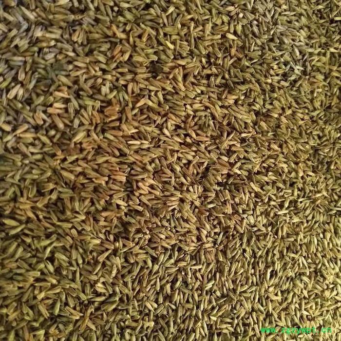 【聚鑫源】牛膝籽  牛夕籽 牛膝种子 牛夕籽种子 中药材种子 牛夕子种子 厂家中药材种子 药材种子 种子种苗图2