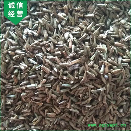 【聚鑫源】牛膝籽  牛夕籽 牛膝种子 牛夕籽种子 中药材种子 牛夕子种子 厂家中药材种子 药材种子 种子种苗图3