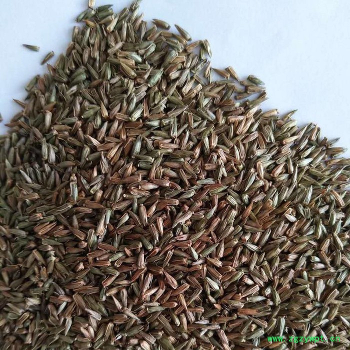 【聚鑫源】牛膝籽  牛夕籽 牛膝种子 牛夕籽种子 中药材种子 牛夕子种子 厂家中药材种子 药材种子 种子种苗图5