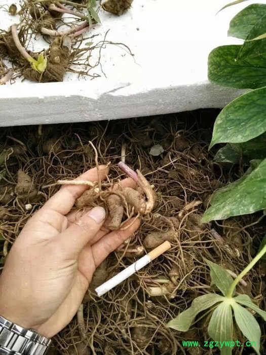 全网通报种植重楼选择奇草荟图2