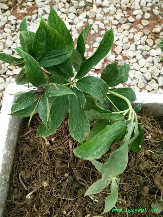 全网通报种植重楼选择奇草荟图3