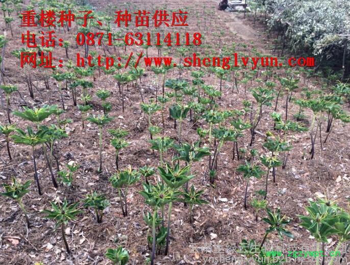 矮杆重楼药材种子、种苗，绿杆重楼 ，绿杆滇重楼、绿杆重楼种子、绿杆重楼 种苗，红杆重楼，红杆重楼种子，红杆重楼种苗、图3