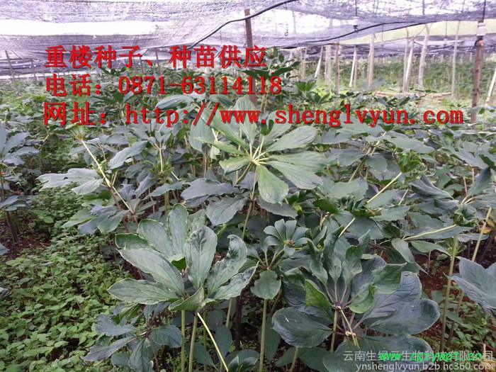 矮杆重楼药材种子、种苗，绿杆重楼 ，绿杆滇重楼、绿杆重楼种子、绿杆重楼 种苗，红杆重楼，红杆重楼种子，红杆重楼种苗、