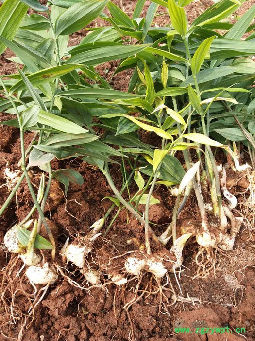 百科 毛慈姑,地苦胆,三叶青,重楼,石菖蒲图3