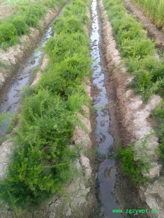 百科 毛慈姑,地苦胆,三叶青,重楼,石菖蒲图4