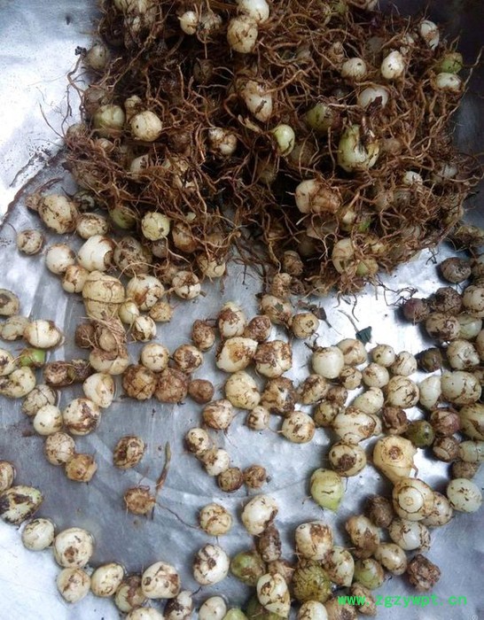 百科 毛慈姑,地苦胆,三叶青,重楼,石菖蒲图2