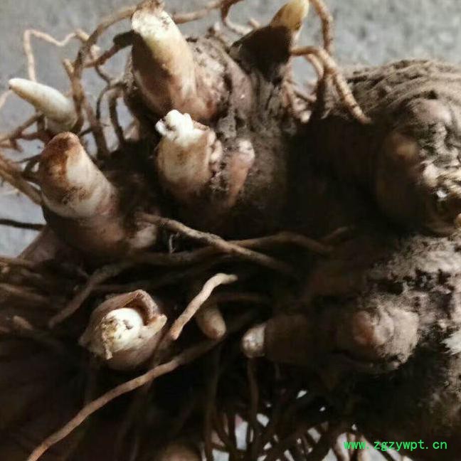 仁寿创新农业开发有限公司** 重楼种苗