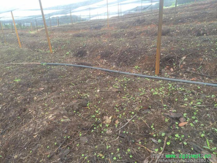 重楼多芽、丽江、楼、白芨、珠子参、金铁锁、重楼种子、白芨种子、珠子参种子、金铁锁种子、重楼种苗、白芨药材种子、种苗图8