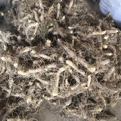 翱康生物 玉竹种苗（产地直销批发）