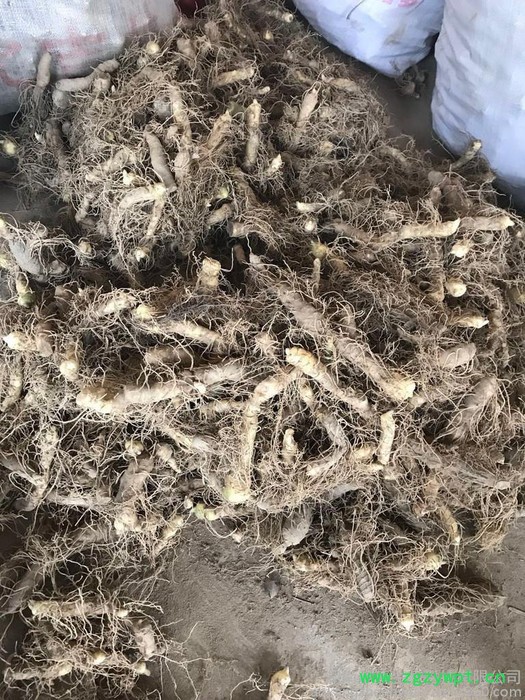 翱康生物 玉竹种苗（产地直销批发）图5