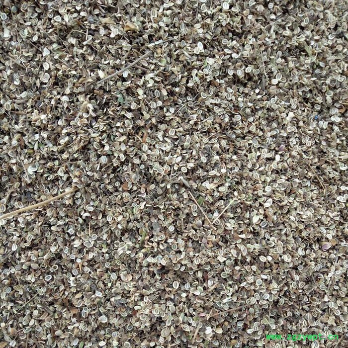 来喜 白花前胡种子 花种批发厂家 品质保障图3