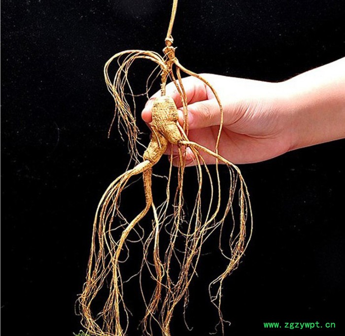 林山参西洋参人参生晒参人参泡酒图2