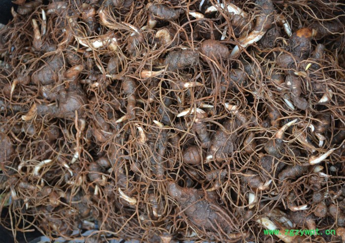 四川重庆贵州重楼滇重楼华重楼重楼苗重楼块茎图5