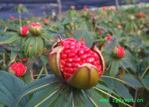 四川重庆贵州重楼滇重楼华重楼重楼苗重楼块茎图2