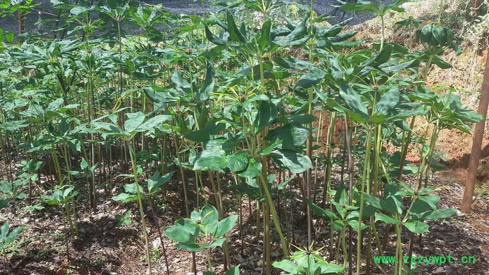 四川重庆贵州重楼滇重楼华重楼重楼苗重楼块茎图7