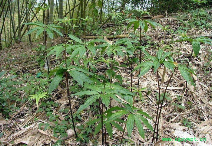 四川重庆贵州重楼滇重楼华重楼重楼苗重楼块茎图3