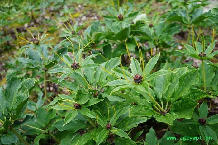 四川重庆贵州重楼滇重楼华重楼重楼苗重楼块茎