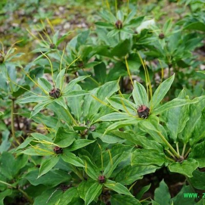 四川重庆贵州重楼滇重楼华重楼重楼苗重楼块茎