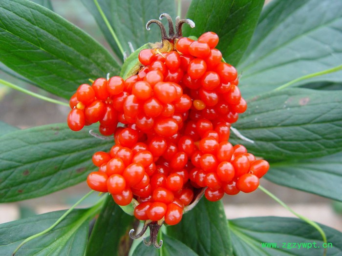 四川重庆贵州重楼滇重楼华重楼重楼苗重楼块茎图4