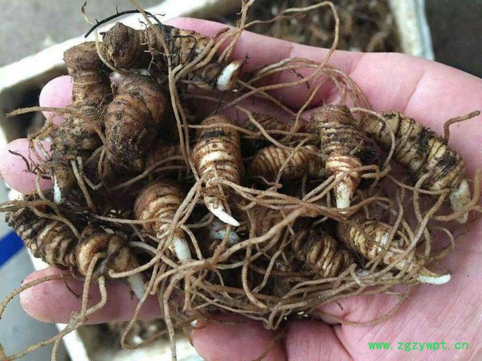 四川重庆贵州重楼滇重楼华重楼重楼苗重楼块茎图6