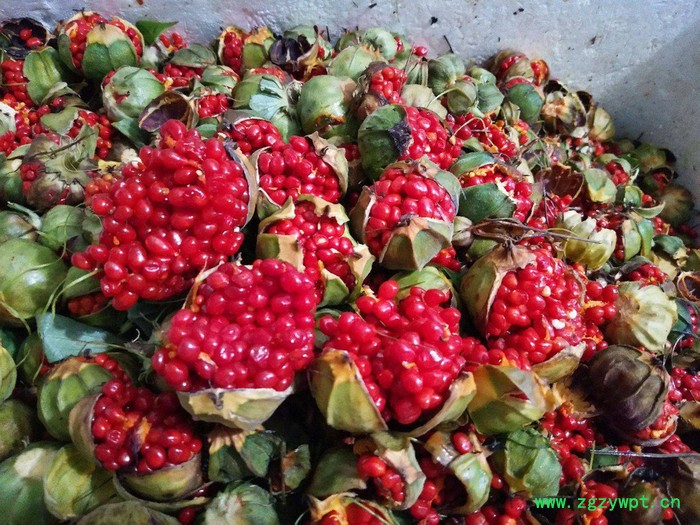 四川重庆贵州重楼滇重楼华重楼重楼苗重楼块茎图8