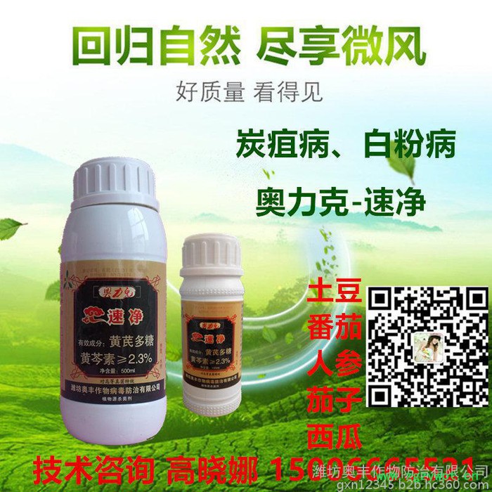 农药厂家批发-奥力克速净-西洋参黑斑病图3