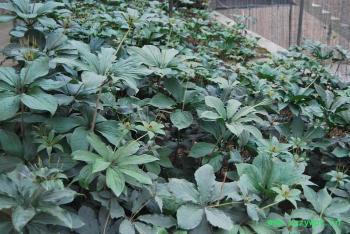 奇草荟滇重楼宜荫畏晒喜湿忌燥