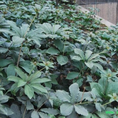 奇草荟滇重楼宜荫畏晒喜湿忌燥