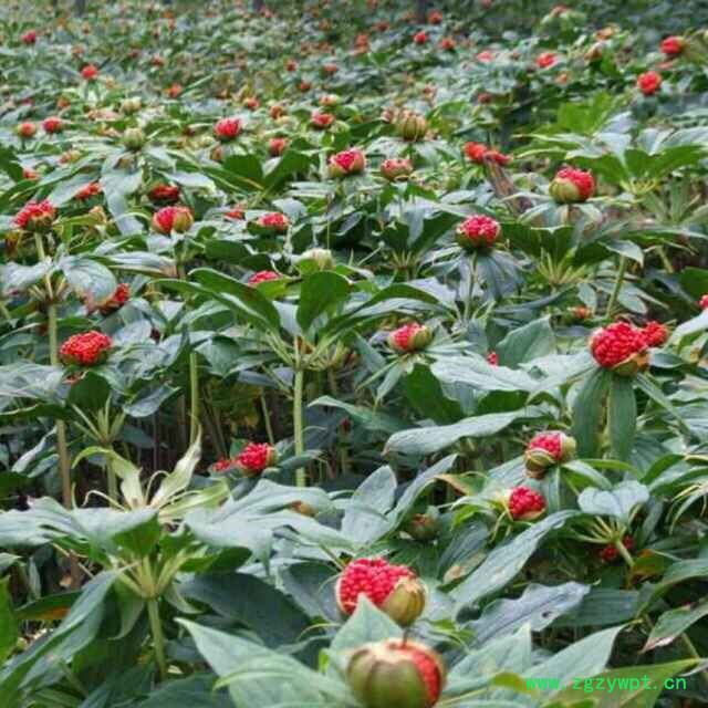 奇草荟滇重楼宜荫畏晒喜湿忌燥图3