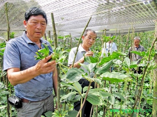 奇草荟滇重楼宜荫畏晒喜湿忌燥图2