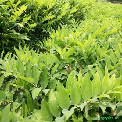 湖南银鸿玉竹大量供应，价格公道，品质保障，支持基地验货