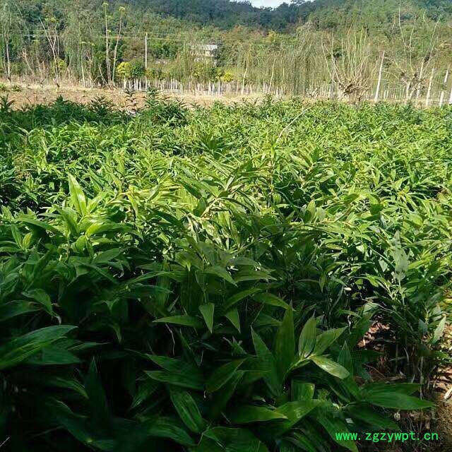 创新农业中药材黄芪基苗基地批发 玉竹种子 种植技术图2