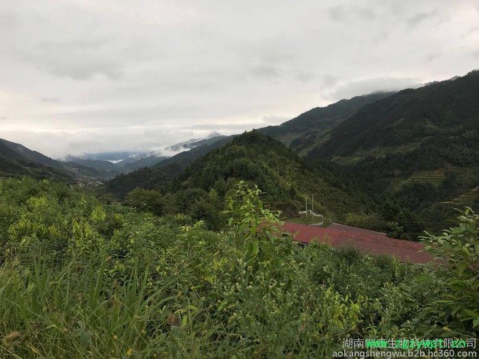 厂家直供** 玉竹大选片 （ 批发） 量大价格从优 批发玉竹图3