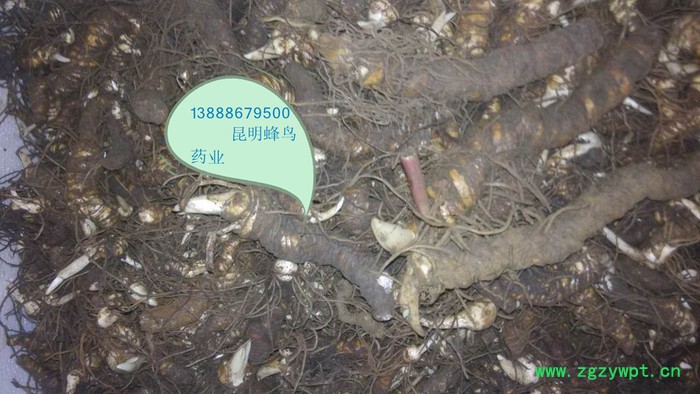 供应滇重楼滇丰1重楼图5