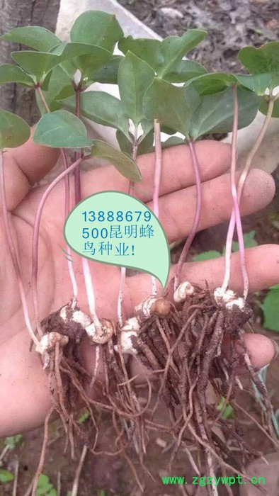 供应滇重楼滇丰1重楼图3