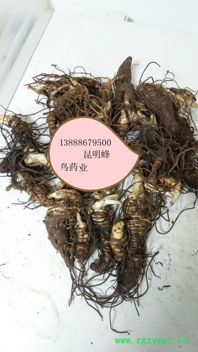 供应滇重楼滇丰1重楼